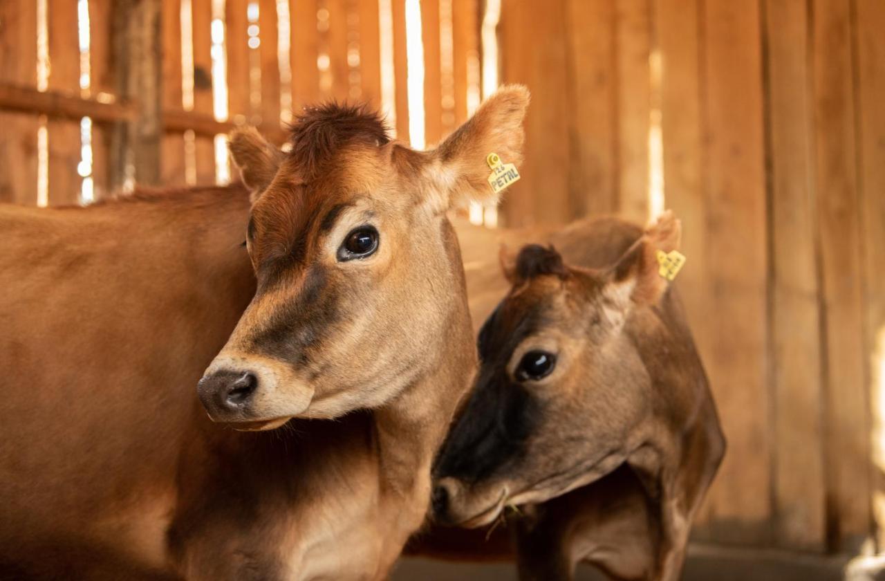 Olepangi Farm Villa Nanyuki Bagian luar foto